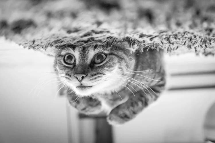 Illustration d'un chat