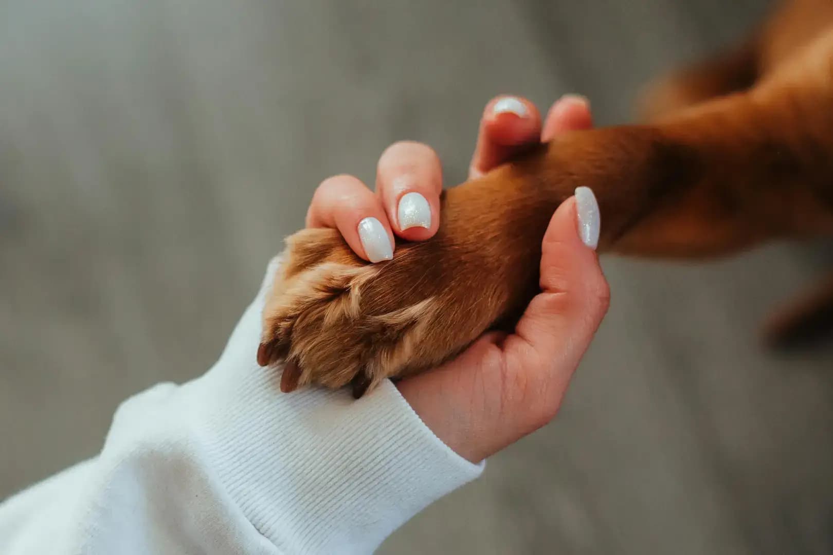 Famille d'accueil et animal accompagnés via Pawer