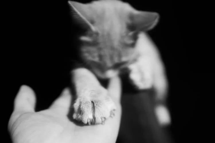 Pattes symbolisant l'adoption